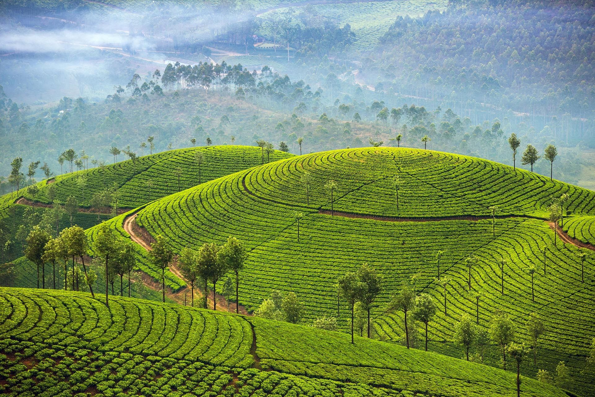 tea-plantations-in-munnar-kerala-india
